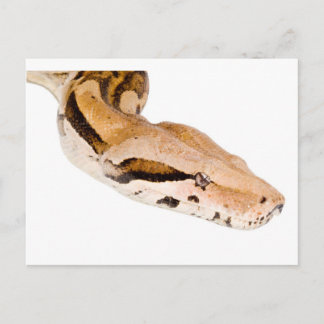 Boa Constrictor Vykort