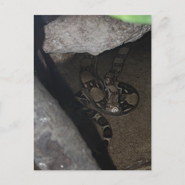 Boa Constritor nr 1 Vykort (Framsida)