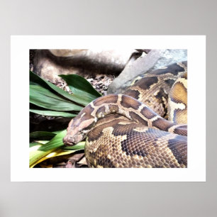 Boa-konstriktor Poster