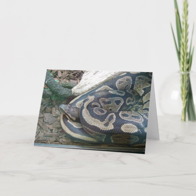 Boa Snake Kort (Framsida)