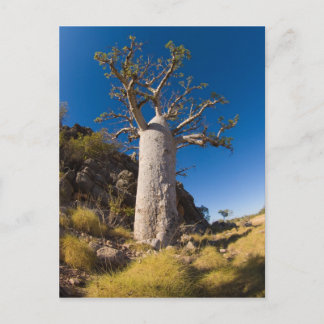 boab, kimberley vykort