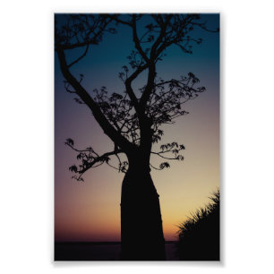 Boab Träd Silhouette vid Sunset Photo Print Fototryck