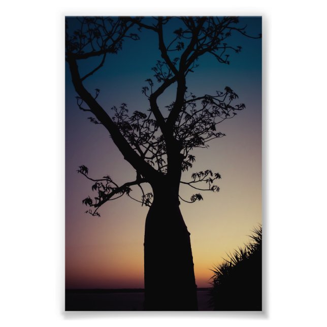 Boab Träd Silhouette vid Sunset Photo Print Fototryck (Framsidan)