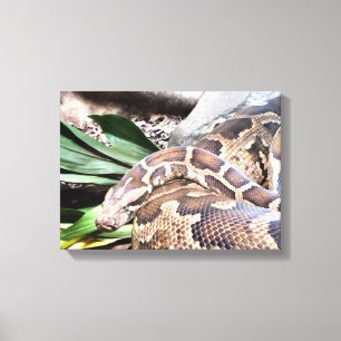 Boaconstrictor Canvastryck