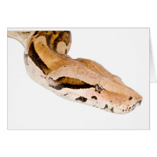 BoaConstrictor Hälsningskort