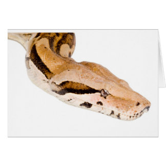 BoaConstrictor Hälsningskort