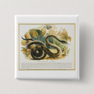 Boaconstrictoren, bilda illustrationpub. knapp