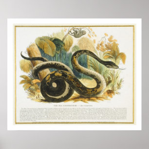Boaconstrictoren, bilda illustrationpub. poster