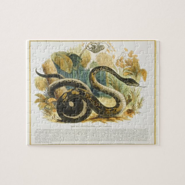 Boaconstrictoren, bilda illustrationpub. pussel (Horisontell)