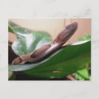 Boafoto