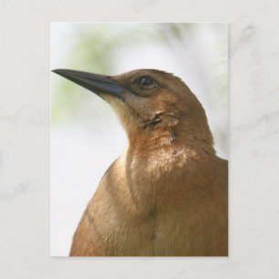 Boat Tails Grackle Bird Photo Vykort