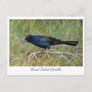 Boat-Tails Grackle Vykort