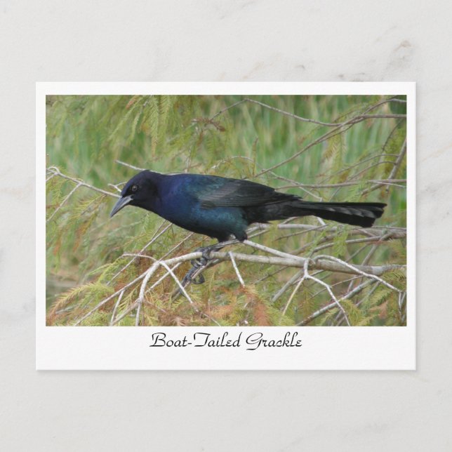 Boat-Tails Grackle Vykort (Framsida)