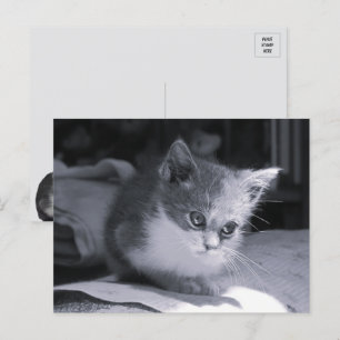 Bob in Think - Black & White Cat Vykort