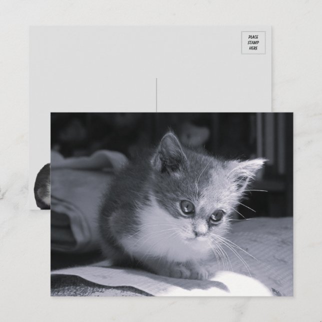 Bob in Think - Black & White Cat Vykort (Fram/baksida)