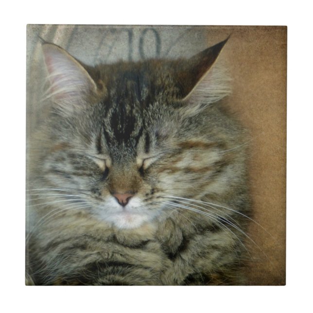 Bob Kakelplatta (Framsidan)