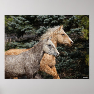 Bob Langrish   2 Bashkir Curly Horses Headshot Poster