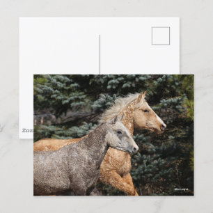 Bob Langrish 2 Bashkir Curly Horses Headshot Vykort