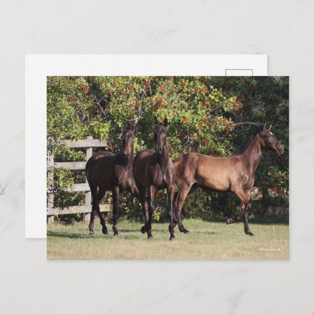 Bob Langrish | 3 Andalucian Youngsters Standing Vykort (Fram/baksida)