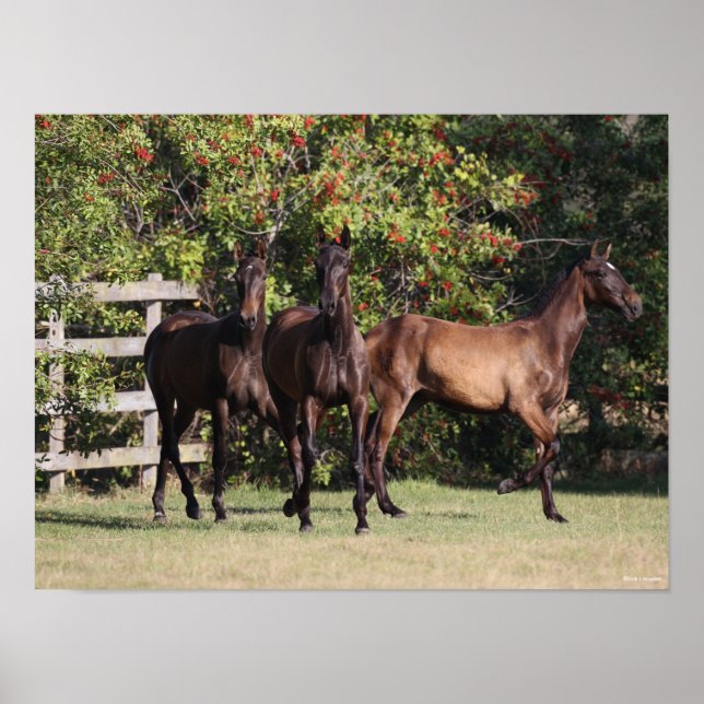 Bob Langrish | 3 Andalusiker Youngsters Poster (Framsidan)