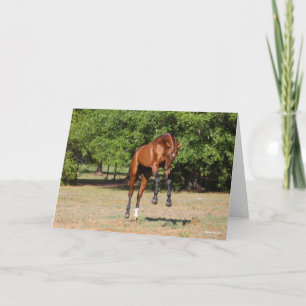 Bob Langrish Akhal Teke Stallion Leaping Kort