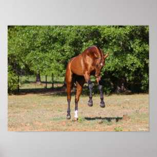 Bob Langrish   Akhal Teke Stallion Leaping Poster