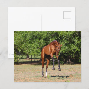 Bob Langrish Akhal Teke Stallion Leaping Vykort