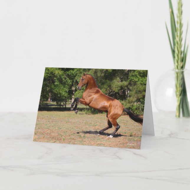 Bob Langrish | Akhal Teke Stallion Rearing i Bay Kort (Framsida)