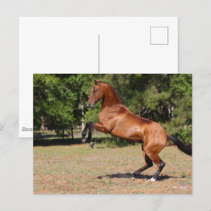 Bob Langrish Akhal Teke Stallion Rearing i Bay Vykort