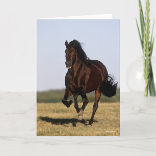 Bob Langrish Andalucian Stallion Running Kort
