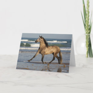 Bob Langrish Andalucian Stallion Running on Beach Kort