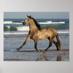 Bob Langrish Andalucian Stallion Running on Beach Poster