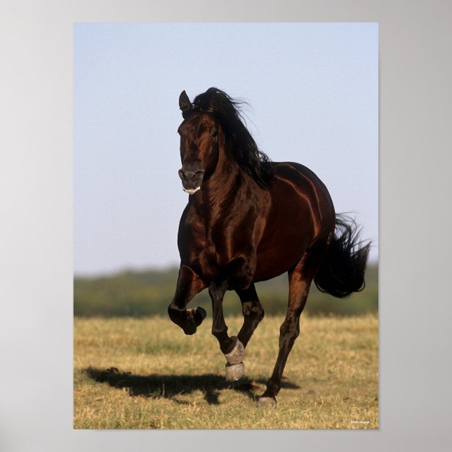 Bob Langrish | Andalucian Stallion Running Poster (Framsidan)