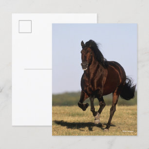Bob Langrish   Andalucian Stallion Running Vykort