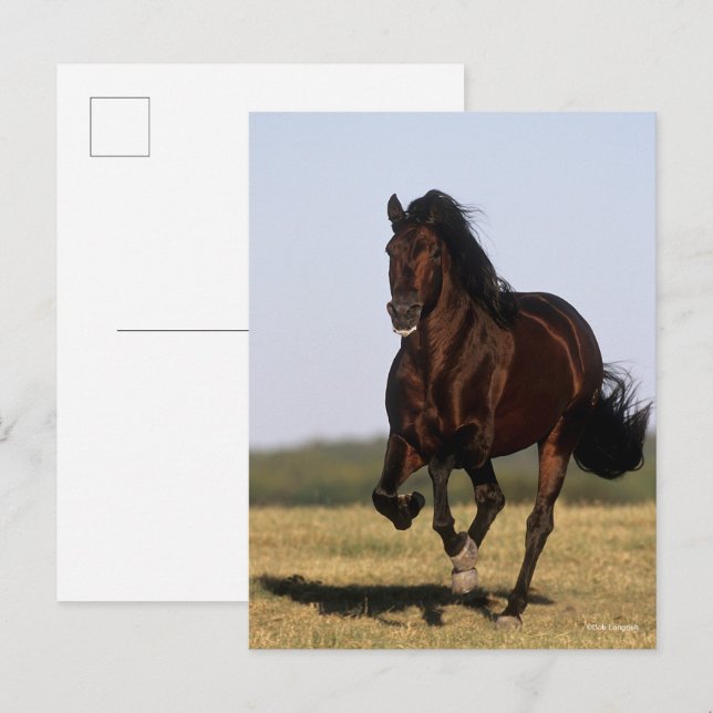 Bob Langrish | Andalucian Stallion Running Vykort (Fram/baksida)