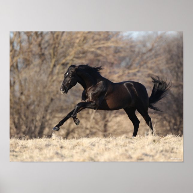 Bob Langrish | Andalusien Running Poster (Framsidan)