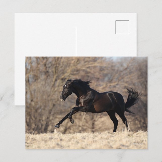 Bob Langrish | Andalusien Running Vykort (Fram/baksida)