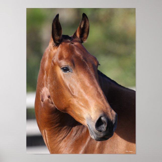 Bob Langrish | Andalusiens huvudskott i Bay Poster (Framsidan)