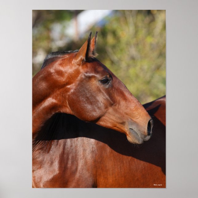 Bob Langrish | Andalusiens huvudskott i Bay Poster (Framsidan)