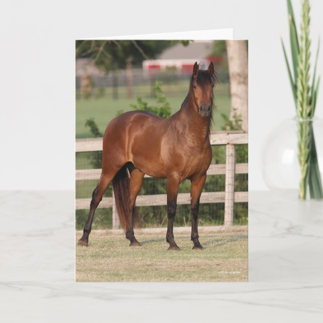 Bob Langrish | Andalusiker, stående ställning Kort (Framsida)