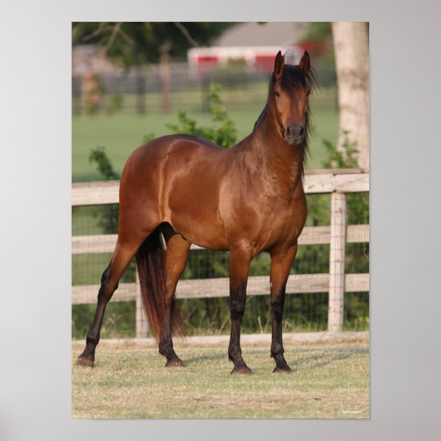 Bob Langrish | Andalusiker, stående ställning Poster (Framsidan)