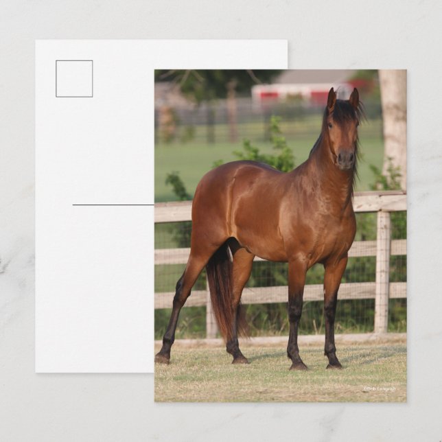 Bob Langrish | Andalusiker, stående ställning Vykort (Fram/baksida)