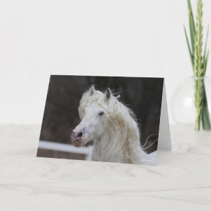 Bob Langrish Appaloosa Friesian Stallion Headshot Kort
