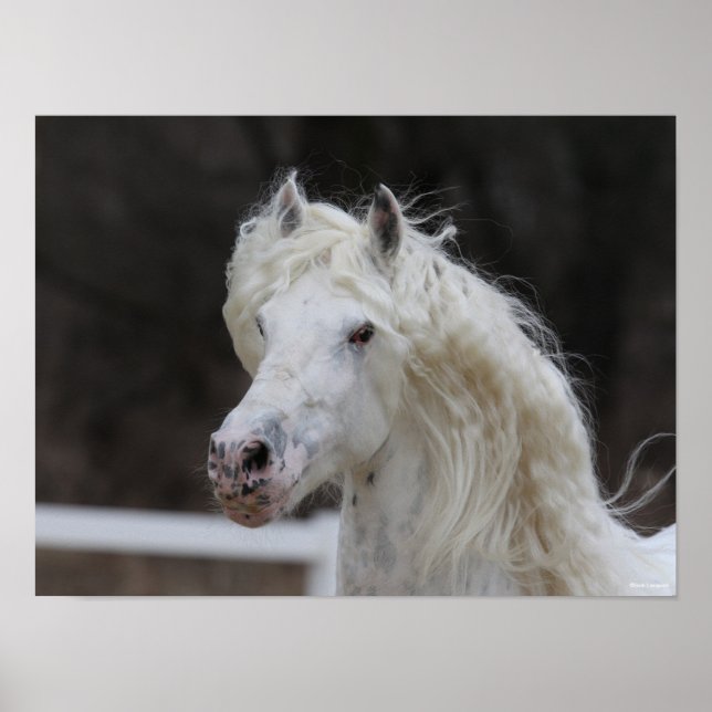 Bob Langrish Appaloosa Friesian Stallion Headshot Poster (Framsidan)