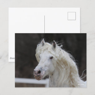 Bob Langrish Appaloosa Friesian Stallion Headshot Vykort