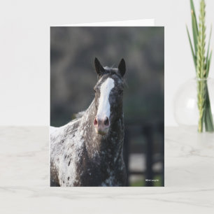 Bob Langrish Appaloosa Headshot Kort