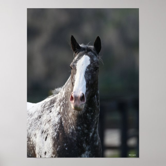 Bob Langrish | Appaloosa Headshot Poster (Framsidan)