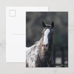 Bob Langrish Appaloosa Headshot Vykort