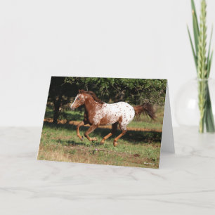 Bob Langrish Appaloosa Horse Running Kort
