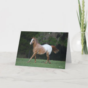 Bob Langrish Appaloosa Horse Running Kort